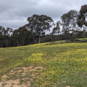 Arctotheca calendula at Hamilton Valley, NSW - 23 Sep 2021 10:38 AM