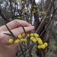 Acacia verniciflua (Varnish Wattle) at Albury - 23 Sep 2021 by Darcy