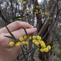 Acacia verniciflua (Varnish Wattle) at Splitters Creek, NSW - 23 Sep 2021 by Darcy