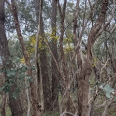 Acacia verniciflua at Splitters Creek, NSW - 23 Sep 2021