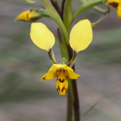 Diuris nigromontana (Black Mountain Leopard Orchid) at Gossan Hill - 23 Sep 2021 by AlisonMilton