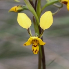 Diuris nigromontana (Black mountain leopard orchid) at Bruce, ACT - 23 Sep 2021 by AlisonMilton