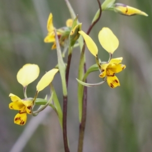 Diuris nigromontana at Bruce, ACT - 23 Sep 2021