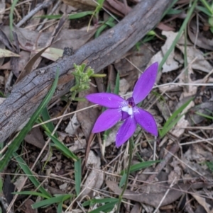 Glossodia major at Splitters Creek, NSW - suppressed