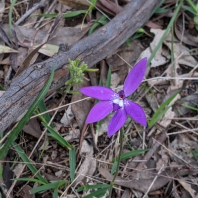 Glossodia major (Wax Lip Orchid) at Splitters Creek, NSW - 23 Sep 2021 by Darcy