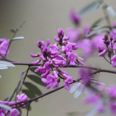 Indigofera australis subsp. australis (Australian Indigo) at Bruce Ridge to Gossan Hill - 23 Sep 2021 by AlisonMilton