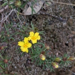 Hibbertia riparia (Erect Guinea-flower) at Nail Can Hill - 23 Sep 2021 by Darcy