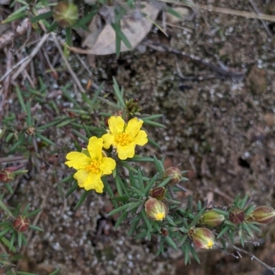 Hibbertia riparia (Erect Guinea-flower) at Albury - 23 Sep 2021 by Darcy