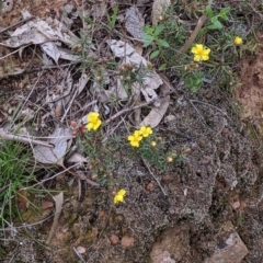 Hibbertia riparia at Splitters Creek, NSW - 23 Sep 2021 11:23 AM