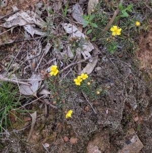 Hibbertia riparia at Splitters Creek, NSW - 23 Sep 2021 11:23 AM