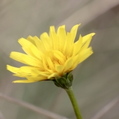 Microseris walteri (Yam Daisy, Murnong) at Gossan Hill - 23 Sep 2021 by AlisonMilton