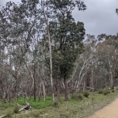 Brachychiton populneus (Kurrajong) at Splitters Creek, NSW - 23 Sep 2021 by Darcy