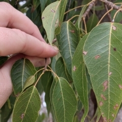 Brachychiton populneus at Splitters Creek, NSW - 23 Sep 2021 11:25 AM