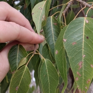 Brachychiton populneus at Splitters Creek, NSW - 23 Sep 2021 11:25 AM