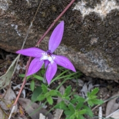 Glossodia major (Wax Lip Orchid) at Glenroy, NSW - 23 Sep 2021 by Darcy