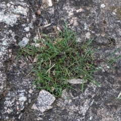 Isotoma axillaris (Australian Harebell, Showy Isotome) at Glenroy, NSW - 23 Sep 2021 by Darcy