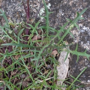 Isotoma axillaris at Glenroy, NSW - 23 Sep 2021 11:34 AM