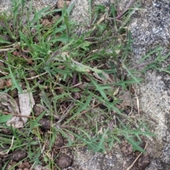 Isotoma axillaris at Glenroy, NSW - 23 Sep 2021 11:34 AM