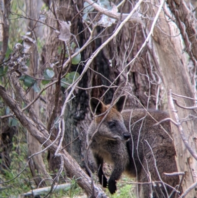 Wallabia bicolor (Swamp Wallaby) at Albury - 23 Sep 2021 by Darcy