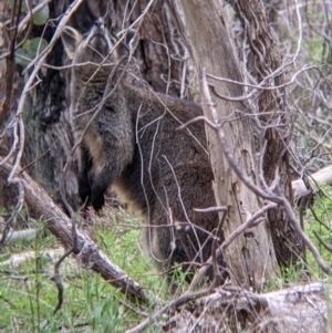 Wallabia bicolor at Glenroy, NSW - 23 Sep 2021 11:38 AM