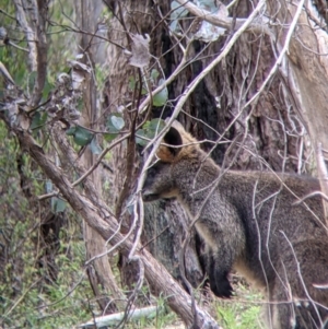 Wallabia bicolor at Glenroy, NSW - 23 Sep 2021