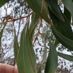 Acacia pycnantha (Golden Wattle) at West Albury, NSW - 23 Sep 2021 by Darcy