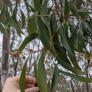 Acacia pycnantha at West Albury, NSW - 23 Sep 2021 11:43 AM