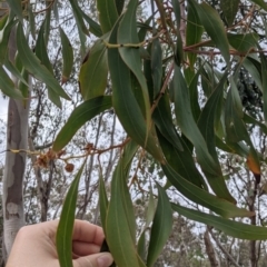 Acacia pycnantha at West Albury, NSW - 23 Sep 2021