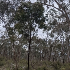 Acacia pycnantha at West Albury, NSW - 23 Sep 2021 11:43 AM