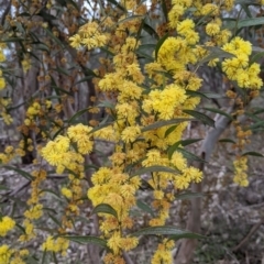 Acacia verniciflua (Varnish Wattle) at Albury - 23 Sep 2021 by Darcy