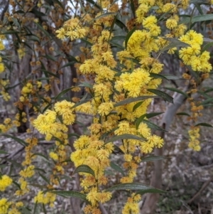 Acacia verniciflua at West Albury, NSW - 23 Sep 2021