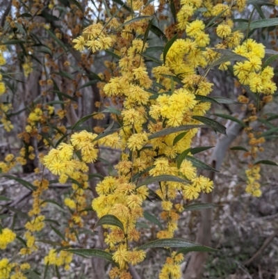 Acacia verniciflua (Varnish Wattle) at West Albury, NSW - 23 Sep 2021 by Darcy