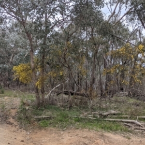 Acacia verniciflua at West Albury, NSW - 23 Sep 2021