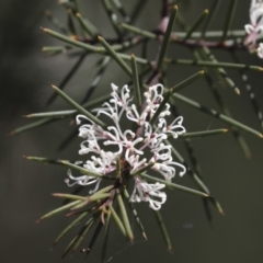 Hakea sericea (Needlebush) at Bruce Ridge to Gossan Hill - 23 Sep 2021 by AlisonMilton