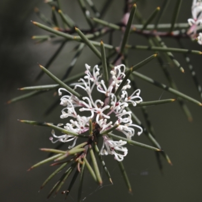 Hakea sericea (Needlebush) at Bruce, ACT - 23 Sep 2021 by AlisonMilton