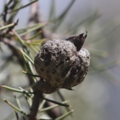 Hakea sericea at Bruce, ACT - 23 Sep 2021 12:30 PM