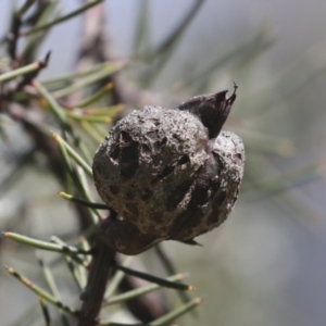 Hakea sericea at Bruce, ACT - 23 Sep 2021