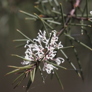 Hakea sericea at Bruce, ACT - 23 Sep 2021 12:30 PM