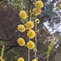 Acacia paradoxa (Kangaroo Thorn) at Nail Can Hill - 23 Sep 2021 by Darcy