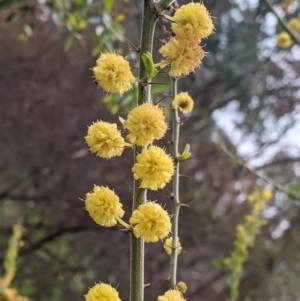 Acacia paradoxa at West Albury, NSW - 23 Sep 2021