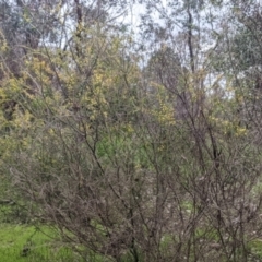 Acacia paradoxa at West Albury, NSW - 23 Sep 2021 12:03 PM