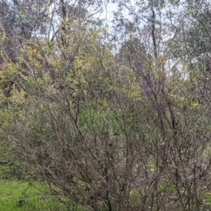 Acacia paradoxa at West Albury, NSW - 23 Sep 2021