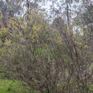 Acacia paradoxa at West Albury, NSW - 23 Sep 2021 12:03 PM