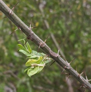 Acacia paradoxa at West Albury, NSW - 23 Sep 2021 12:03 PM