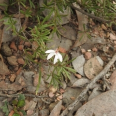 Caladenia fuscata (Dusky Fingers) at Carwoola, NSW - 23 Sep 2021 by Liam.m