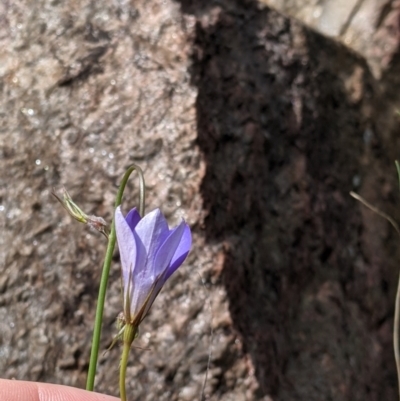 Wahlenbergia sp. (Bluebell) at West Albury, NSW - 23 Sep 2021 by Darcy