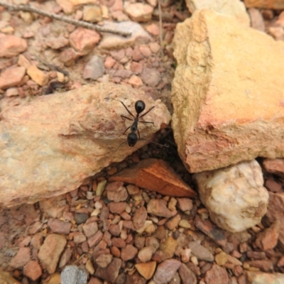 Camponotus intrepidus (Flumed Sugar Ant) at Carwoola, NSW - 22 Sep 2021 by Liam.m