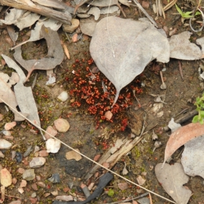 Bryaceae (family) (A moss) at QPRC LGA - 23 Sep 2021 by Liam.m