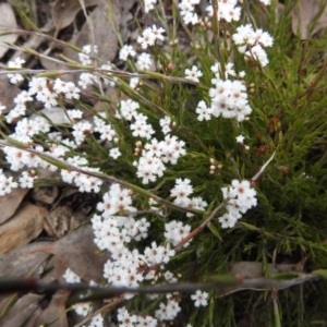 Leucopogon virgatus at Carwoola, NSW - suppressed