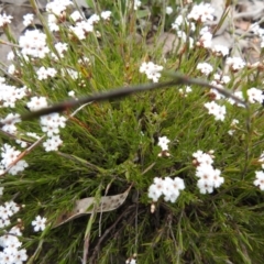Leucopogon virgatus at Carwoola, NSW - 23 Sep 2021